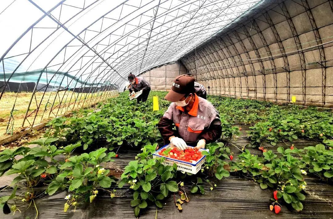【遼寧日報】本溪草莓大戶喜獲沈陽團購訂單