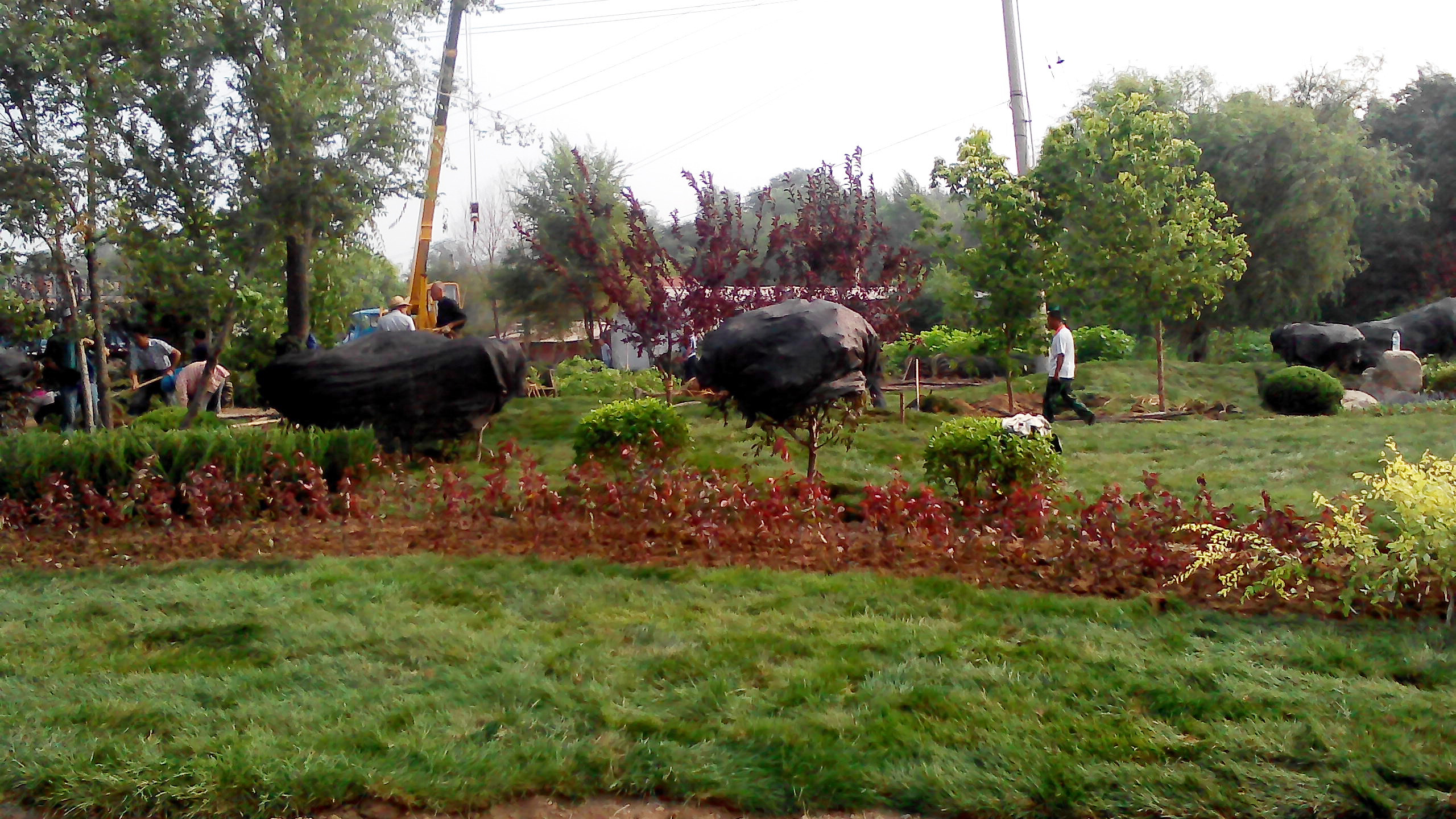 邊牛高速路口綠化帶又延長100多米