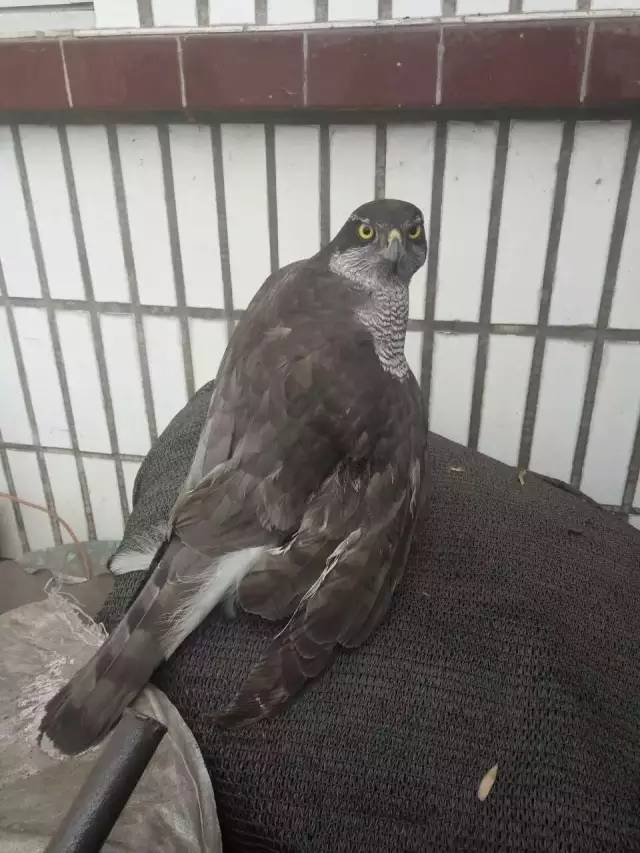 受傷二級“國寶”雀鷹獲救助 