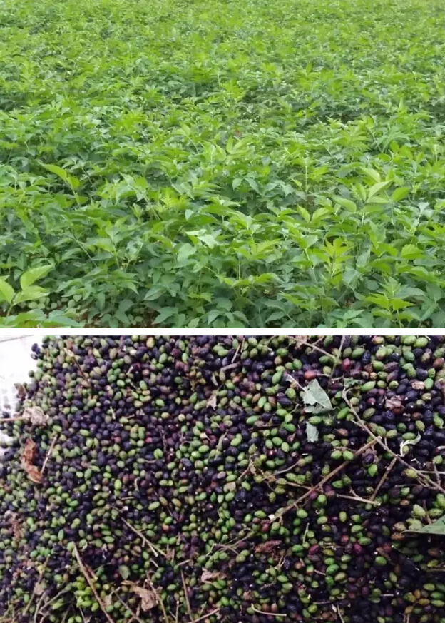 藥大雷允上今年新建兩處GAP種植基地實(shí)現(xiàn)采收