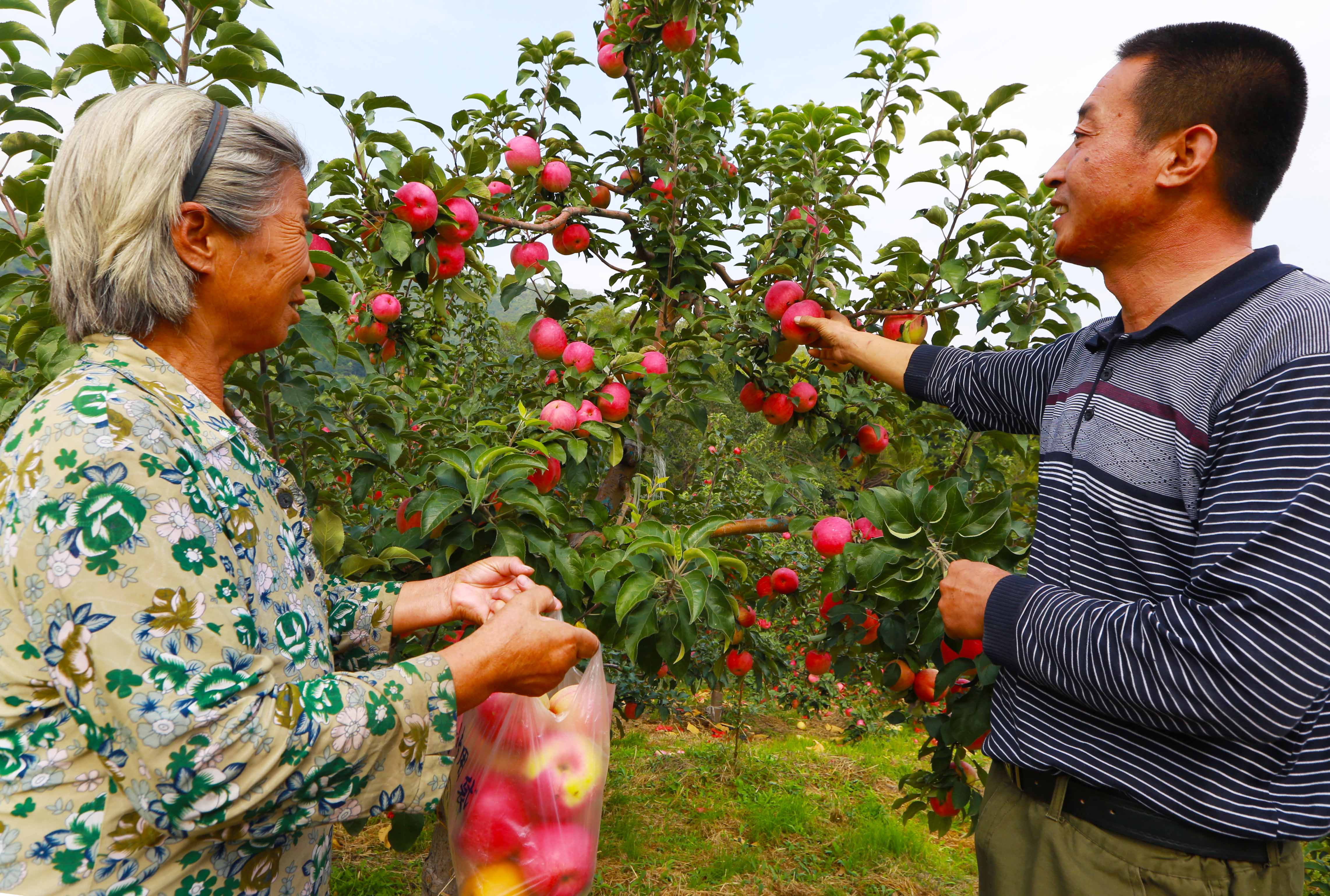 大柳峪村百畝果園飄果香甜蜜生活來